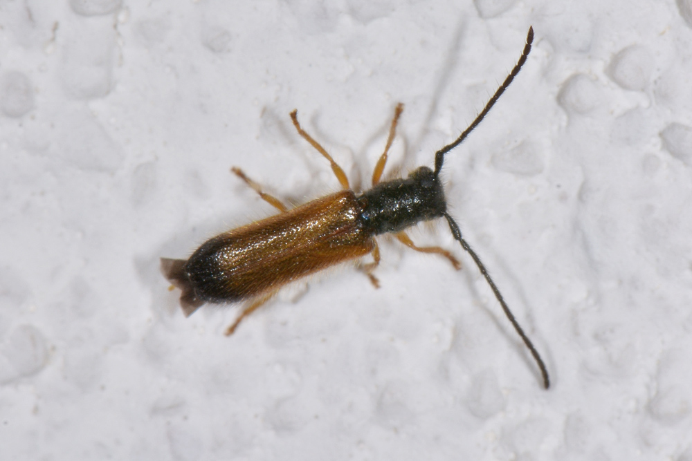 Cerambycidae:  Tetrops praeustus